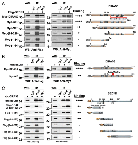 Figure 7. The GTP-binding motif of DIRAS3 and N terminus of BECN1 are required for their interaction. (A) The central region of DIRAS3 is critical for interaction with BECN1. Myc-tagged wild type and mutant DIRAS3 were cotransfected with Flag-BECN1 into 293T cells. Interaction between Flag-BECN1 and each DIRAS3 mutant was analyzed by western blotting following immunoprecipitation with anti-Flag antibodies (BECN1), anti-Myc antibodies (DIRAS3) or control IgG and followed by western blotting with anti-Myc or anti-Flag as indicated. (B) BECN1 interacts preferentially with the active, GTP-bound DIRAS3. Wild type and DIRAS3 mutant Myc-M2(K93A G95Q) with point mutations that increased DIRAS3′s GTPase activity were cotransfected with Flag-BECN1 and their interaction analyzed by immunoprecipitation and western blotting. (C) The N-terminal region of BECN1 interacts with DIRAS3. Flag-tagged full-length and deletion mutants of BECN1 were cotransfected with Myc-DIRAS3. Interaction between Myc-DIRAS3 and each BECN1 mutant was analyzed by co-immunoprecipitation. The semiquantitative analysis of the DIRAS3-BECN1 interaction presented in Figure 5A–C was based on the ratio of anti-Myc (DIRAS3) relative to the amount of Flag-BECN1 that was affinity isolated with the anti-Flag antibody, and the anti-Flag (BECN1) ratio relative to the amount of Myc-DIRAS3 that was affinity isolated with the anti-Myc antibody.