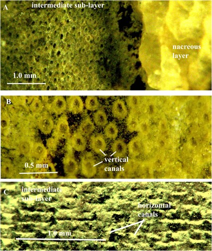 Fig. 5. A, B. Orthoceras sp. Specimen no. Mo 160547, Folkeslunda. A. Intermediate sub-layer with vertical pore-canals. B. Vertical canals in higher magnification; each canal has a wall of globular organic elements. C. Orthoceras sp. Specimen no. Mo 154276, S. Bäck. Intermediate sub-layer with horizontal pore-canals; the canal walls are partially decalcified and consist of globular organic elements; note that the canals are open and empty.