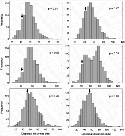 Figure 1. Frequency distributions of expected median dispersal distances for bearded vultures using null models and Monte Carlo simulations under two different scenarios: (i) expected distances from natal territories of marked individuals (left column), and (ii) expected distances among all territories (right column). Simulations were run separately for all individuals (top), males (centre) and females (bottom). The black arrow indicates observed median dispersal distances. We used Monte Carlo methods to evaluate the probability that observed natal dispersal distances could have occurred by chance by generating our own null distribution of potential natal dispersal distances. This null distribution was generated using spatially explicit information including the exact location of territories in the study area. P-values were obtained by counting the number of randomized cases that resulted in an equal or larger/smaller value than the observed frequency of dispersal distances, and then divided by the total number of randomizations (i.e. 1000 in our case).