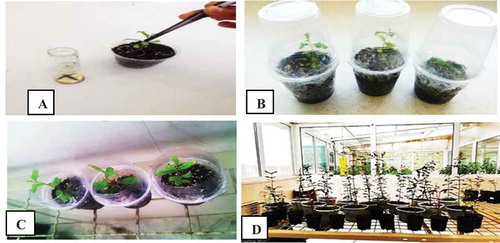 Figure 7. (a) Rooted pomegranate plantlet (hybrid, wonderful, and seedless) transfer into the soil. (b) Adaptation of transferred plants to the soil using plastic caps. (c)Acclimatization of hybrid, wonderful, and seedless pomegranate cultivars into different soil compositions. (d) Hybrid, wonderful, and seedless pomegranate growth and transfer to larger pots