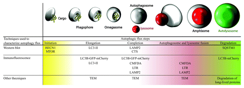 Figure 1. Table and illustration with techniques used for studying basal autophagy. Complete autophagic flux was studied in both cell types, analyzing each stage of autophagy using various techniques. We observed that G2019S LRRK2 mutant fibroblasts present higher basal autophagy levels than wild-type cells. TEM, transmission electron microscopy; CMFDA, 5-chloromethylfluorescein diacetate; LTR, LysoTracker Red.