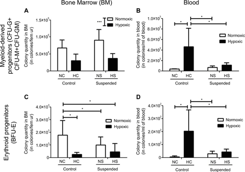 Figure 2 Suspension alters the hypoxia-induced egress of HSPCs from bone marrow to blood. Colony assay was used to determine the content of myeloid-derived progenitors [colony-forming cells sorted out as the number of CFU-granulocyte (CFU-G), CFU-macrophage (CFU-M) and CFU-granulocyte macrophage (CFU-GM)] in bone marrow (BM, panel A) and blood (panel B) of normoxic control (NC), normoxic suspended (NS), hypoxic control (HC) and hypoxic suspended (HS) animals (n=10/group). The content of erythroid progenitors (burst-forming unit-erythroid BFU-E) was similarly determined in bone marrow (BM, panel C) and blood (panel D) of the animals. *p≤0.05, ***p≤0.001.