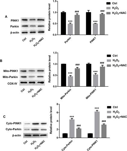 Figure 4 Oxidative stress inhibited PINKl and Parkin expression in mitochondria of RA-FLS. RA-FLS cells were stimulated with H2O2 and ROS inhibitor (NAC). (A) The protein expression of PINK1 and Parkin in RA-FLS. (B and C) The protein expression of PINK1 and Parkin in mitochondria and cytoplasm of RA-FLS. ***P < 0.001 vs Ctrl group, ###p < 0.001 vs H2O2 group.