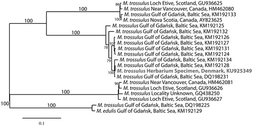 Figure 1. Maximum-likelihood phylogram of representative Mytilus mitogenomes. Numbers along branches are RaxML bootstrap support values based on 1000 nreps (<70% support not shown). The legend below represents the scale for nucleotide substitutions.