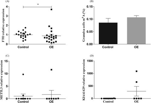 Figure 2. Expression of FTO in granulosa cells (GCs) of women with ovarian endometriosis (OE). (A) FTO levels were significantly lower in women with OE (n = 21) compared with women in control group (n = 19, *p <.05). (B) The content of m6A in GCs of women with OE (n = 10) was higher than that of the control group (n = 10, p >.05).