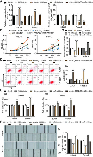 FIG 6 circ_0032463 accelerated the tumorigenesis in osteosarcoma cells by inhibiting miR-498. (A) Measurement of miR-498 and circ_0032463 expression in U2OS and Saos-2 cells transfected with sh-NC, NC inhibitor, sh-circ_0032463, miR-inhibitor, and sh-circ_0032463+miR-inhibitor by RT-qPCR. (B) Cell viability was detected in U2OS and Saos-2 cells transfected with sh-NC, NC inhibitor, sh-circ_0032463, miR-inhibitor, and sh-circ_0032463+miR-inhibitor by CCK-8 assay. (C) Cell proliferation was detected in U2OS and Saos-2 cells transfected with sh-NC, NC inhibitor, sh-circ_0032463, miR-inhibitor, and sh-circ_0032463+miR-inhibitor by BrdU assay. (D) Cell apoptosis was detected in U2OS and Saos-2 cells transfected with sh-NC, NC inhibitor, sh-circ_0032463, miR-inhibitor, and sh-circ_0032463+miR-inhibitor with the FITC apoptosis detection kit. (E) Cell adhesion was detected in U2OS and Saos-2 cells transfected with sh-NC, NC inhibitor, sh-circ_0032463, miR-inhibitor, and sh-circ_0032463+miR-inhibitor at 30 and 60 min. (F) Cell migration was detected in U2OS and Saos-2 cells transfected with sh-NC, NC inhibitor, sh-circ_0032463, miR-inhibitor, and sh-circ_0032463+miR-inhibitor by wound healing assay. sh-NC, shRNA-negative control; NC inhibitor, miR-498 inhibitor negative control; sh-circ_0032463, shRNA-circ_0032463; sh-circ_0032463+miR-inhibitor, shRNA-circ_0032463 plus miR-498 inhibitor. *, P < 0.05; **, P < 0.001.