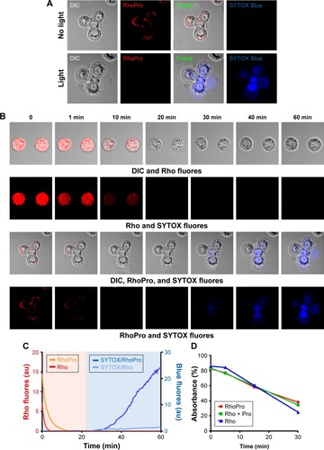 Figure 4 Kinetics of light-induced cell death in RhoPro-loaded cells. (A) With light, RhoPro fluorescence bleaches and induces RhoPro-loaded cells to take up SYTOX Blue. (B) Kinetics of light-induced RhoPro bleaching and SYTOX entry. Top two frames: DIC and Rho fluorescence shown as a function time of exposure to light. Bottom two frames: light induced SYTOX uptake. Magnification: 60× oil objective. (C) Time course for RhoPro and Rho bleaching and SYTOX uptake. RhoPro bleaches first, and cell death occurs as SYTOX entry commences. Additionally, the bleaching of rhodamine (Rho)-loaded cells and lack of SYTOX penetration are shown. (D) RNO bleaching assay showing generation of free oxygen radicals.Abbreviations: DIC, differential interference contrast; fluores, fluorescence; Pro, protamine; Rho, rhodamine; RhoPro, rhodamine-protamine; RNO, N,N-dimethyl-4-nitrosoaniline.