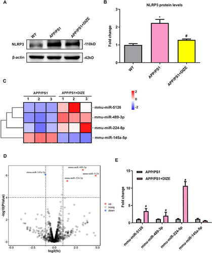 Figure 5 miRNA-224-5p may be involved in DIZE-induced inhibition of astrocytic NLRP3 inflammasome. (A and B) Representative Western blot bands and densitometric analysis of NLRP3 in the brain (n = 6 per group). β-actin was used as an internal control. (C) The heatmap represents hierarchical clustering for differentially expressed miRNAs in the astrocytes from adult mice (n = 3 per group). (D) The volcano plot of DEGs. The red dots represent upregulated genes, and the blue dots represent downregulated genes (n = 3 per group). (E) The qRT-PCR results of miRNA-5126, miRNA-489-3p, miRNA-224-5p and miRNA-145a-5p expression in the PAs from adult mice (n = 3 per group). All data are expressed as means ± SD. *P < 0.05 versus the WT group. #P < 0.05 versus the APP/PS1 group.