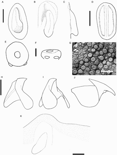 Figure 31 Mastigopsis hjorti. A–C, E–G, K, NMNZ M.172921, ♀, ML 142* mm; D, H–J, M.172986, ♂, ML 78* mm, LRL 4.00 mm. A, Left funnel-locking cartilage; B, left mantle-locking cartilage; C, left mantle-locking cartilage, profile view; D, nuchal cartilage; E, right eye; F, ventral view of right eye; G, skin tubercles on ventral surface of mantle; H, lower beak, profile view; I, lower beak, lateral oblique view; J, upper beak; K, internal mantle pigmentation. Scale bars = A–D, H–K, 5 mm; E, F, 10 mm; G, 500 µm.