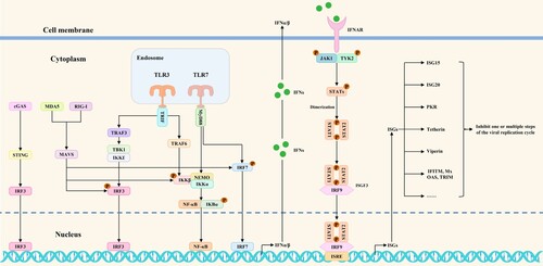 Figure 1. Antiviral innate immune signaling pathways mediated by RIG-I, MDA5, TLR3/7, and cGAS/STING. After virus infection of cells, antiviral innate immune signaling pathways are activated to induce the phosphorylation of transcription factors and IFNα/β expression. Subsequently, IFNα/β binds to interferon receptors on target cells, thereby initiating antiviral interferon responses and, ultimately, ISGs expression.