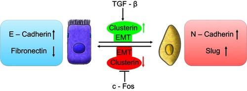 Figure 1 Schematic illustration of roles of clusterin in the cancer metastasis with a function of EMT. TGF-β upregulated CLU expression which was repressed by overexpression of c-Fos proto-oncogene, resulting EMT and cancer invasion.