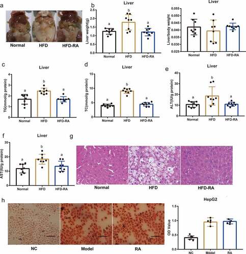 Figure 3. Amelioration of non-alcoholic fatty liver disease by retinoic acid does not directly depend on the liver. (a) Representative photograph of the liver. (b) liver weight and liver/body weight. (c-f) Hepatic TG, TC, ALT, and AST levels. (g) H&E staining of the liver. (h) The effects of RA on OA- and PA-induced lipid accumulation in HepG2 cells. Intracellular lipid accumulation was measured by Oil Red O staining using an inverted microscope. The OD at 510 nm was measured. Data are shown as mean ± SEM. One-way ANOVA was performed to compare multiple groups, and differences (P < 0.05) have been labelled with different letters; same letters indicate no significance (P > 0.05)