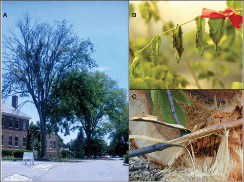 Fig. 1 (Colour online) Symptoms of Dutch elm disease (DED): (A) extensive crown dieback in a mature American elm (Ulmus americana) naturally infected by DED; note the healthy U. americana individual in the background; (B) close-up of external symptoms developing within 2 weeks on a U. americana sapling inoculated with Ophiostoma novo-ulmi under greenhouse conditions; (C) typical internal symptoms characterized by brown streaks in the xylem of a DED-infected U. americana individual. Streaks result from the oxidation of phenolics produced in response to infection (photo courtesy of G. Bussières, Université Laval).
