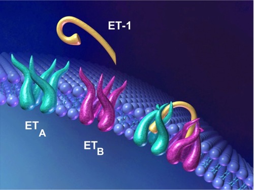 Figure 2 Heterodimerization of G-coupled protein ERAA and ERAB receptors required to initiate downstream second messaging.