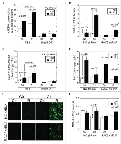 Figure 2. NADPH consumption and oxidative stress of G0 and G1 cells after exposure. (A) G0 and G1 cells transfected with control shRNA (NC shRNA). (B) G0 and G1 cells transfected with RAC2 shRNA. Diphenyleneiodinium (DPI) (5 μM) was used to inhibit the activity of NADPH oxidase. (C, D). The concentration of ROS in G0 and G1 cells irradiated by 2 Gy X-raywas measured by a DCF-DA assay. Images were captured at an exposure time of 0.035 seconds and the intensity of the dichlorofluorescein (DCF) fluorescence was quantified using ImageJ software. (E) Total antioxidant capacity (TAC) and (F) Malondialdehyde (MDA) yields were measured in G0 and G1 cells of different treatments. Error bars denote the mean ± SE derived from 3 independent experiments. NC shRNA, the negative control of shRNA.