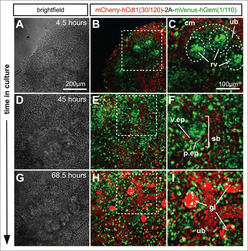 Figure 7. Ex vivo time-lapse imaging of mouse embryonic kidney development. (A–C) Part of an E12.5 kidney after 4.5 hours in culture. The cap mesenchyme contains a larger proportion of cells in G1 (red) than either ureteric bud or renal vesicles. The renal vesicles in particular contain tight condensations of cells predominately in S/G2/M (green). (D–F) After 45 hours in culture the S-shaped bodies have formed and while the majority of cells were still cycling it was clear that the presumptive podocytes of the visceral epithelium were beginning to exit the cell cycle and enter G1/G0 (red). (G–I) By 68.5 hours in culture the majority of podocytes in the mature glomerular structures appeared to have exited the cell cycle. Abbreviations: cm = cap mesenchyme, ub = ureteric bud; rv = renal vesicle; v.ep = visceral epithelium; p.ep = parietal epithelium; sb = S-shaped body.