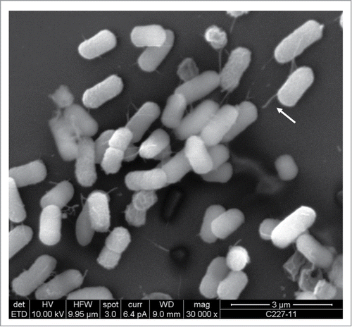 Figure 2. Scanning Electron Microscopy of C227-11 and biofilm formation after 18 hours on glass cover slips. Arrow indicates aggregating bacteria and AAF/I fimbriae.