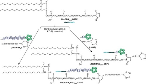 Figure 2 cNGR-tiR9 and cNGR conjugation with Mal-PEG2,000-DSPE by way of Michael addition (nucleophilic addition) between cysteine sulfur and Mal.Note: The reaction was performed in HEPES solution (pH 7.2) deoxidized in advance at 4°C for 24 hours under the protection of N2 gas.Abbreviations: cNGR, cyclic asparagine–glycine–arginine; DSPE, distearoylphosphatidylethanolamine; Mal, maleimide; PEG, polyethylene glycol; tiR9, tandem-insert nona-arginine.