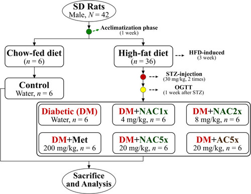 Figure 1 The flowchart of nano-SAC treatment in high-fat diet and streptozotocin-induced diabetic rats.