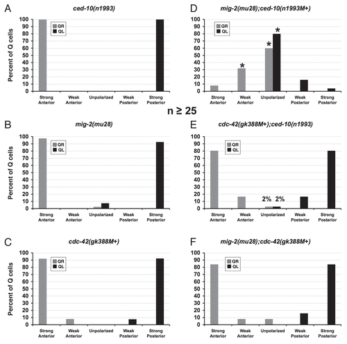 Figure 2 Quantitation of protrusion defects of the Q neuroblasts in mutants. (A–F) Quantitation of the direction and extent of protrusions during the polarization stage of the Q neuroblasts at 1–1.5 h after hatching. The graphs are organized as described in Figure 1E and Materials and Methods. The asterisks in (D) represent statistically significant differences (p < 0.001) as compared to the ced-10(n1993) and mig-2(mu28) single mutants alone. For all cases, n ≥ 25.