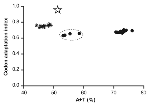 Figure 2. Comparison of plasmodial genes for cysteine proteases (●) with highly expressed Escherichia coli genes (٭) corresponding to glycolytic and tricarboxylic acid cycle enzymes. The cluster corresponding to vivipain genes is indicated with dashed lines. The optimized falcipain-2 gene is also indicated with a star. CAI values and global A+T content were calculated using the CAIcal server (http://genomes.urv.es/CAIcal/).Citation27