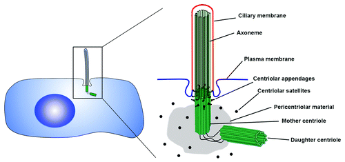 Figure 1. Anatomy of the centrosome-cilium complex. At the core of the centrosome are a pair of centrioles, barrel-shaped structures composed of nine triplet-microtubules. Each centrosome contains a mother and daughter centriole arranged in an orthogonal configuration, which are surrounded by a matrix of proteins called the pericentriolar material (PCM). At the distal end of the older mother centriole are the centriolar appendages, which play important roles in anchoring microtubules as well as tethering the mother centriole to the membrane to induce ciliogenesis. The axoneme of the primary cilium is composed of nine doublet microtubules that grow from the microtubules of the mother centriole, and is surrounded by a ciliary membrane that is distinct from the rest of the plasma membrane.