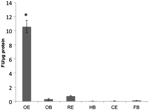 Figure 4. Distribution of IN FD4 beads: Concentration (mean ± SE) of FD4 in OE, OB, RE, HB, CE and FB 4 h after IN administration of FD4 (5 mg/mL). *Significantly different from CE at p < 0.001.