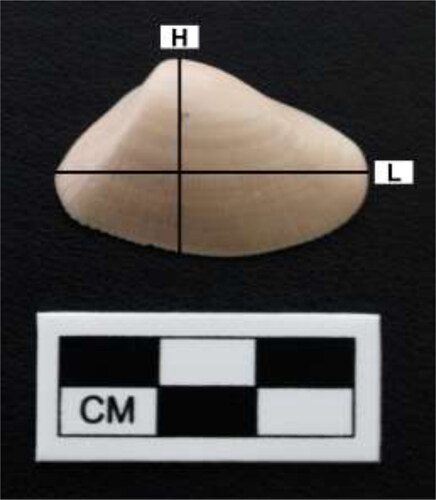Figure 3. Measurements conducted on Donax obesulus specimens. Example on a left valve; H is axis of maximum height; L is axis of maximum length.