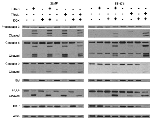 Figure 5 Caspase-3, -8, -9 and PARP cleavage and decreased Bid and XIAP levels were induced by TRA-8 or TRAIL in sensitize cells and with combination treatment in resistant cells. 2LMP and BT-474 cells were pretreated for 24 h with DOX (50 and 5,000 nM, respectively) before the addition of TRA-8 or TRAIL (125 and 1,000 ng/ml; TRA-8, 0.84 and 6.7 nM; TRAIL, 5 and 40 nM) for 3 h. Whole cell lysates were analyzed by western blot analysis using antibodies specific for the identified protein: caspase-3 (Stressgen); caspase-8, PARP (BD PharMingen); caspase-9, Bid (cell signaling) and XIAP (R&D Systems). Actin (Sigma) was used as a loading control.