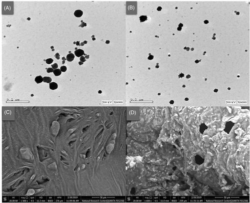 Figure 6. Transmission (X 6000) and scanning (X 1500) electron micrographs of the optimized bilosomal formula (OBF), before (A, C) and after galactosylation (B, D), respectively.