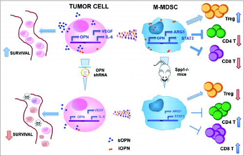 Figure 1. Schematic representation of OPN activities in tumor and monocytic myeloid cells and of the effects of its downmodulation. Tumor cells mainly express the soluble form of OPN (sOPN) and its downmodulation by means of gene silencing affects their ability to survive in anoikis condition, such as in the lung blood stream; moreover OPN-silenced tumor cells produce less VEGF and IL-6, two molecules involved in MDSC fitness and suppressive activity; this in turn results in less suppressive MDSC that produce lower amounts of arginase 1. On the other hand, OPN in monocytic MDSC (M-MDSC) is mainly in its intracellular form (iOPN) and it is involved in maintaining their suppressive activity: when MDSC are not able to produce OPN, as in mice deficient for the protein (spp1–/– mice), their expression of immunosuppressive genes, such as arginase1 and Stat3, is downmodulated and, in turn, they are less competent in suppressing CD8+ and CD4+ T cell proliferation; concomitantly, the number of regulatory T cells is lower in spp1–/–mice.