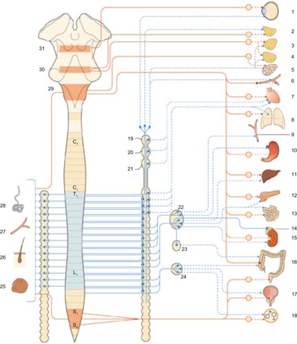 Figure 4 General organization and territories of innervation of the sympathetic nervous system (blue) and parasympathetic nervous system (red). We can logically assume that in the presence of a scar, these receptors may experience an alteration, resulting in transmitting nonphysiological signals and creating a pathological reflex arc. Reproduced with permission Anastasi et al. AA VV, Anatomia dell’uomo, 4 ed, Edi.ermes, Milano [Human Anatomy].Citation114