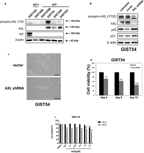 Figure 6. (a) Immunoblotting evaluations of the expression and phosphorylation of AXL between KIT-negative GISTs (GIST48B, GIST430B, GIST62, GIST226, and GIST522), and KIT-positive GISTs (GIST430). Actin staining is a loading control. (b) Immunoblots demonstrate the effects of AXL knockdown on expression of p53 and p21. (c) GIST54 cell cultures, evaluated at 6 days after infection by lentiviral AXL shRNA constructs, showing growth inhibition as compared to control cultures infected with empty lentiviral constructs. Scale bars: 100 μm. (d) Cell viability was evaluated in GIST54, at day 4, day 8, and day 12 after infection with lentiviral AXL. Viability was analyzed using the Cell-titer Glo® ATP-based luminescence assay. The data were normalized to empty lentiviral infections, and represent the mean values (± s.d.) from quadruplicate cultures. The experiments were performed in triplicate, and statistically significant differences between vector control and shRNAs are defined as ** p < 0.01, *** p < 0.001. (e) Cell viability was evaluated in GIST54, at day 3 (black bars) and day 6 (gray bars) after treatment with R428. Viability was analyzed using Cell-titer Glo® ATP-based luminescence assay. The data were normalized to DMSO and represent the mean values (± s.d.) from quadruplicate cultures. Statistically significant differences between DMSO control and R428 treatments are presented as *p < 0.05, ** p < 0.01, *** p < 0.001.