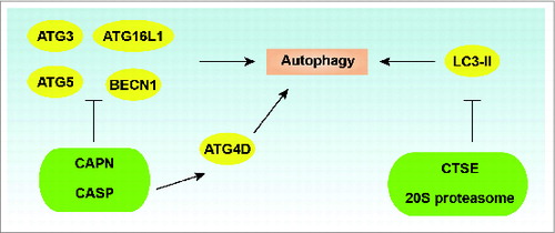 Figure 5. Regulation of ATG proteins by proteolysis. CAPN/calpain and CASP can inhibit autophagy by degrading or cleaving ATGs such as ATG3, ATG5, ATG16L1, and BECN1. In contrast, CASP-mediated ATG4D cleavage promotes autophagy. In addition, CTSE/cathepsin E and the 20S proteasome are involved in the degradation of the phagophore and autophagosome membrane component LC3-II.