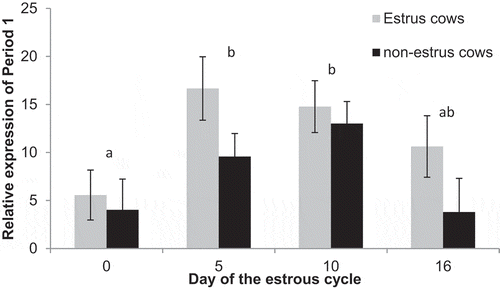 Figure 7. Relative expression of Period 1 on Days 0, 5, 10, and 16 of the estrous cycle for cows in the estrus and non-estrus groups. Days having different superscripts are different (P < 0.05).