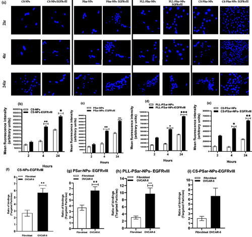 Figure 5. Cellular uptake and specificity of EGFRvIII-conjugated nanoparticles when treated in OVCAR-8 cell lines with Dil-leveled nanoparticles; CS-NPs, CS-NPs-EGFRvIII, PSar-NPs, PSar-NPs- EGFRvIII, PLL-PSar-NPs, PLL-PSar-NPs- EGFRvIII, CS-PSar-NPs, CS-PSar-NPs-EGFRvIII and observed under confocal microscope at 2, 4, and 24 h incubation (a). Quantitative analysis of cell internalization showed signal intensity compared between CS-NPs, CS-NPs-EGFRvIII, PSar-NPs, PSar-NPs- EGFRvIII, PLL-PSar-NPs, PLL-PSar-NPs- EGFRvIII, CS-PSar-NPs, CS-PSar-NPs-EGFRvIII (b–e). The specific binding capacity of CS-NPs-EGFRvIII, PSar-NPs- EGFRvIII, PLL-PSar-NPs- EGFRvIII, CS-PSar-NPs-EGFRvIII was analyzed in fibroblast (low VEGF secreting cells) and OVCAR-8 secreting cells. Cells were treated with the nanoparticles and their binding efficiency was analyzed using a flow chamber assay (f–i). Data are presented as mean ± SD. The graph represents data from two independent experiments. p < .05, Student t-test.