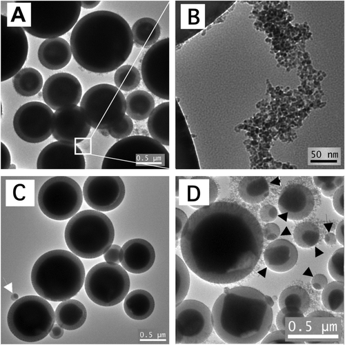 FIG. 2 Representative TEM images of particles from H2/air flames: (A) as-synthesized core-shell particles from Test 1 (some appear “hairy” due to presence of nanoparticle aggregates); (B) a higher magnification image showing nanoparticle aggregates; (C) particles from Test 1 after washing in 0.75 M sulfuric acid for 24 h to remove the nanoparticle aggregates (white arrow points to a sub-300 nm particle with non-core-shell structure), and (D) as-synthesized particles from Test 2 (black arrows point to particles with non-core-shell structures).