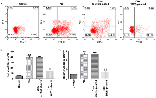 Figure 3. Effects of SIRT1-plasmid on hippocampal neuronal apoptosis in CH model rats.(a) Flow cytometry analysis was used to detect the apoptosis of rat hippocampal neurons. (b) Statistical graph of apoptosis rate. (c) Caspase 3 activity was determined using Caspase 3 activity detection kit. **P < 0.01 vs. control; ##P < 0.01 vs. CH + control-plasmid. SIRT1, sirtuin 1; CH, congenital hypothyroidism.