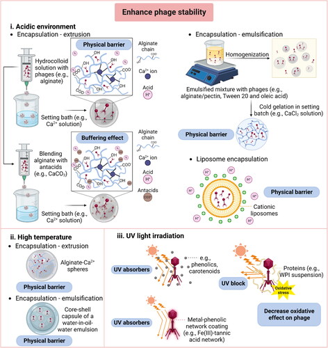 Figure 2. Current strategies for enhancing phages stability against environmental challenges.