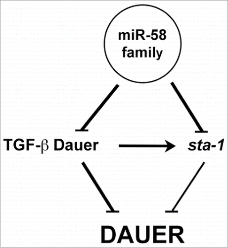 Figure 3. Model of genetic interactions between the family of miR-58, TGF-β Dauer, sta-1 and the dauer phenotype. Based on our results (this work and reference 5), and on the sta-1 and TGF-β Dauer literature.Citation17,26 The thin line between sta-1 and dauer illustrates the weaker inhibitory role of sta-1 on dauer compared to the stronger effect from the TGF-β Dauer pathway.Citation17