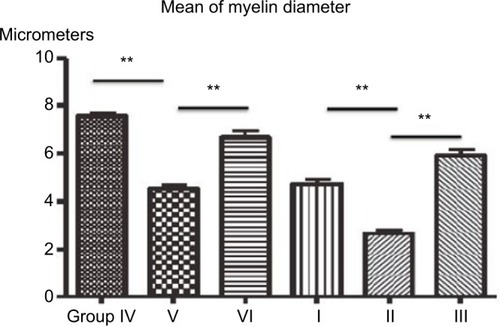 Figure 5 The ratio of different diameters of myelin counted in each experimental group.