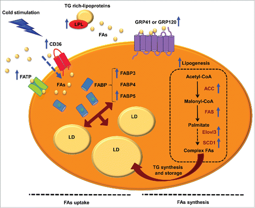 Figure 1. FA uptake and lipogenesis in brown adipocytes. Schematic representation of FA uptake, transport, synthesis and storage in brown adipocytes, which provide substrate to mitochondria for thermogenesis. While brown adipocytes synthesize FAs, the enzyme lipoprotein lipase (LPL) is the major source of FAs in BAT. Once triglyceride (TG) rich-lipoproteins reach the bloodstream, LPL hydrolyzes them into FFAs for BAT uptake. FAs are sensed and taken up by FFAs 3 (FFA3) proteins, cluster of differentiation 36 (CD36) and/or FA transport proteins (FATPs). Inside the cytoplasm, FAs are transported by FA binding proteins (FABP). On the other hand, FAs can be synthesized by lipogenesis. This process takes place in the cytosol, and the first phase begins with the formation of malonyl-CoA from acetyl-CoA by the action acetyl-CoA caboxylase (ACC). Then, FA synthetase (FAS) catalyzes various reactions to finally generate palmitate, a 16-carbon saturated FA. In BAT, the last phases of lipogenesis are carried out by very long chain FA 3 (ELOVL3) and stearoyl-CoA desaturase 1 (SCD1). Once FAs are synthesized they can be esterified, becoming available for FAO or stored as TG in lipid droplets (LD). Blue arrows indicate enhanced processes or expression of proteins after cold stimulation and β3-adrenergic receptor activation.