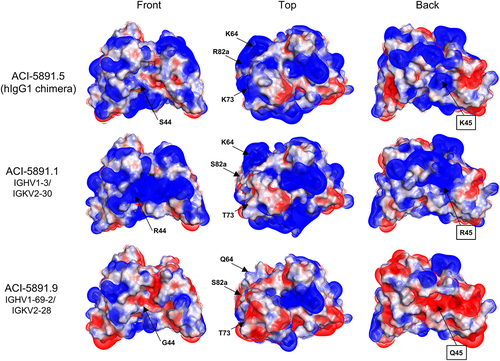 Figure 4. Electrostatic surface representation of ACI-5891 humanized variants. Front, top, and back view of ACI-5891 chimera (ACI-5891.5), and the variants: ACI-5891.1 and ACI-5891.9, humanized using IGHV1–3/IGKV2–30 and IGHV1-69-2/IGKV2–28, respectively. Positive charges are displayed in blue, negative charges in red, and neutral patches in white. Black boxes indicate light chain residue.