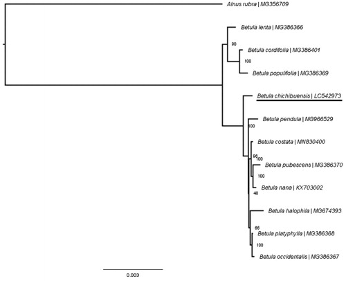 Figure 1. Maximum-likelihood phylogenetic tree based on the complete chloroplast genomes of 11 Betula and one Alnus species as the outgroup. Bootstrap values are shown on each node.