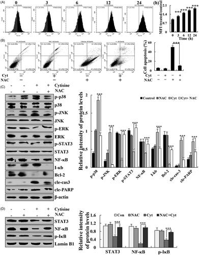 Figure 6. Cytisine-induced apoptosis through ROS-mediated MAPK/STAT3/NF-κB signalling pathways. (A) Cells were treated with 26 μM cytisine for different time points (3, 6, 12, or 24 h) and stained with DCFH-DA (10 μM). Intracellular ROS levels were determined using flow cytometry. (B) A549 cells were treated with NAC for 30 min and then incubated with cytisine for 24 h. Cell apoptosis was determined using flow cytometry. (C) The expression levels of p-p38, p-JNK, p-ERK, p-STAT3, NF-κB, I-κB, Bcl-2, cleaved caspase-3, and cleaved PARP were measured using western blotting. (D) Quantitative analysis of C. (E) Expression levels of nuclear STAT3, NF-κB (p65), and p-IκB were detected using western blotting; Lamin B1 was used as the nuclear loading control. (F) Quantitative analysis of E. The data are expressed as the means ± SDs of the results from three independent experiments. (*p < .05, **p < .01, ***p < .001).