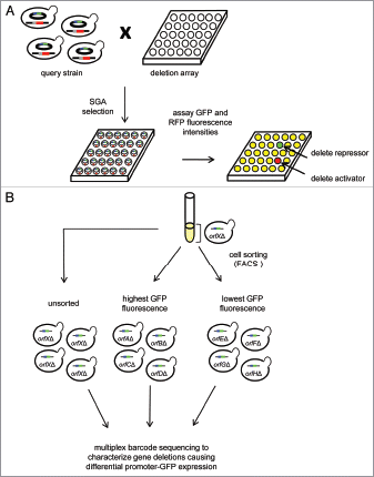 Figure 1 Quantitative promoter-reporter screening to identify regulators of gene expression. (A) The Reporter-Synthetic Genetic Array (R-SGA) approach (reviewed in ref. Citation9). (B) Combing FACS with pooled cultures of deletion mutants to identify transcriptional regulators of a promoter-GFP reporter gene. The reporter gene can be combined with each deletion mutant using the SGA methodology (see part A) and the resulting array of output strains can be pooled into a single culture. The cells can be sorted physically using FACS into different populations depending on the level of GFP expression in each strain. Cells are expected to be sorted into the brightest population if the deleted gene is a repressor of the promoter driving GFP expression while cells which have a deletion in a gene required for activation of the promoter driving GFP expression are expected to be sorted into the dimmest population of cells. Since each deletion mutant is barcoded,Citation25 the various deletion strains in each population can be identified by sequencing each barcode.Citation43