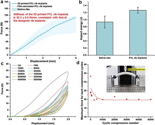 Figure 5. Mechanical characterisation of the 3D-printed biodegradable PCL RI. (a) The force-displacement curve of the resultant PCL RI in a three-point bending test. (b) Evaluation of impact energy of native ribs and 3D-printed PCL RI. (c) The evolution history of load-displacement curves and (d) the maximum reaction forces of the 3D-printed biodegradable PCL RI in a 50000 cyclic three-point bending test.