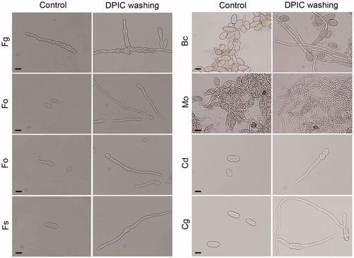 Figure 2. Effect of washing with distilled water on spore germination. Spores exposed to DPIC were washed with distilled water, resuspended in fresh liquid MM, incubated for 12 h, and then spore germination was observed using an optical microscope. Spores that were continuously exposed to DPIC without washing were used as the control (Control). Scale bars, 10 μm. Fg: F. graminearum; Ff: F. fujikuroi; Fo: F. oxysporum; Fs: F. solani; Bc: B. cinerea; Mo: M. oryzae; Cg: C. gloeosporioides; Cd: C. destructans.