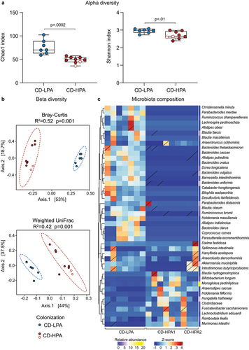Figure 3. Mice colonized with CD-LPA and CD-HPA have a distinct microbial composition. Fecal microbiota composition in germ-free mice colonized with CD-LPA (n = 7) or CD-HPA (n = 9) was determined by 16S rRNA gene sequencing. (a) Alpha diversity of fecal microbiota profiles calculated using the Chao 1 and Shannon indexes. Data are presented as median with interquartile range with whiskers extending from minimum to maximum. Statistical significance determined by t-test. (b) Beta diversity of fecal microbiota profiles of CD-LPA and CD-HPA colonized mice at genus level illustrated with PCoA using Bray-Curtis and weighted UniFrac distance metrics. Each dot represents one mouse. Open circles refer to mice colonized with CD-HPA donor 2. (c) Heatmap of differentially expressed bacteria at the species level between CD-LPA and CD-HPA colonized mice. Data presented as Z-scores with the average relative abundance of that species shown in the rightmost column. Extreme outliers are marked with a slash and are not included for the statistical analysis.