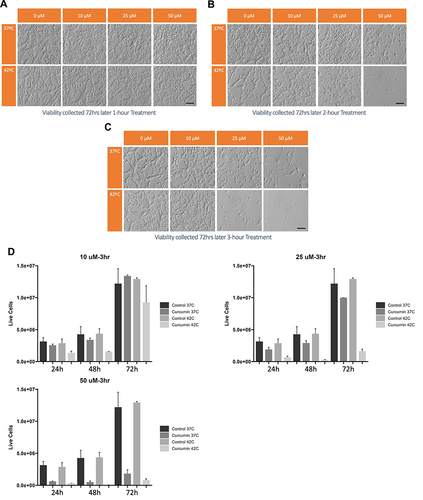 Figure 2 CT26 mouse cells were seeded at a density of 1×105 cells/mL/well in 12 well plates and allowed to attach overnight. The cells were treated with curcumin to final concentrations of 0 µM, 10 µM, 25 µM and 50 µM or for 1 (A), 2 (B), and 3 (C) hours. The cells exposed to curcumin were assessed for viability using Hoffman microscopy and (D) Trypan blue exclusion after 72 hours at each time point and we observed a time and dose-dependent decrease in cellular proliferation and viability. Scale bar, 100μm.